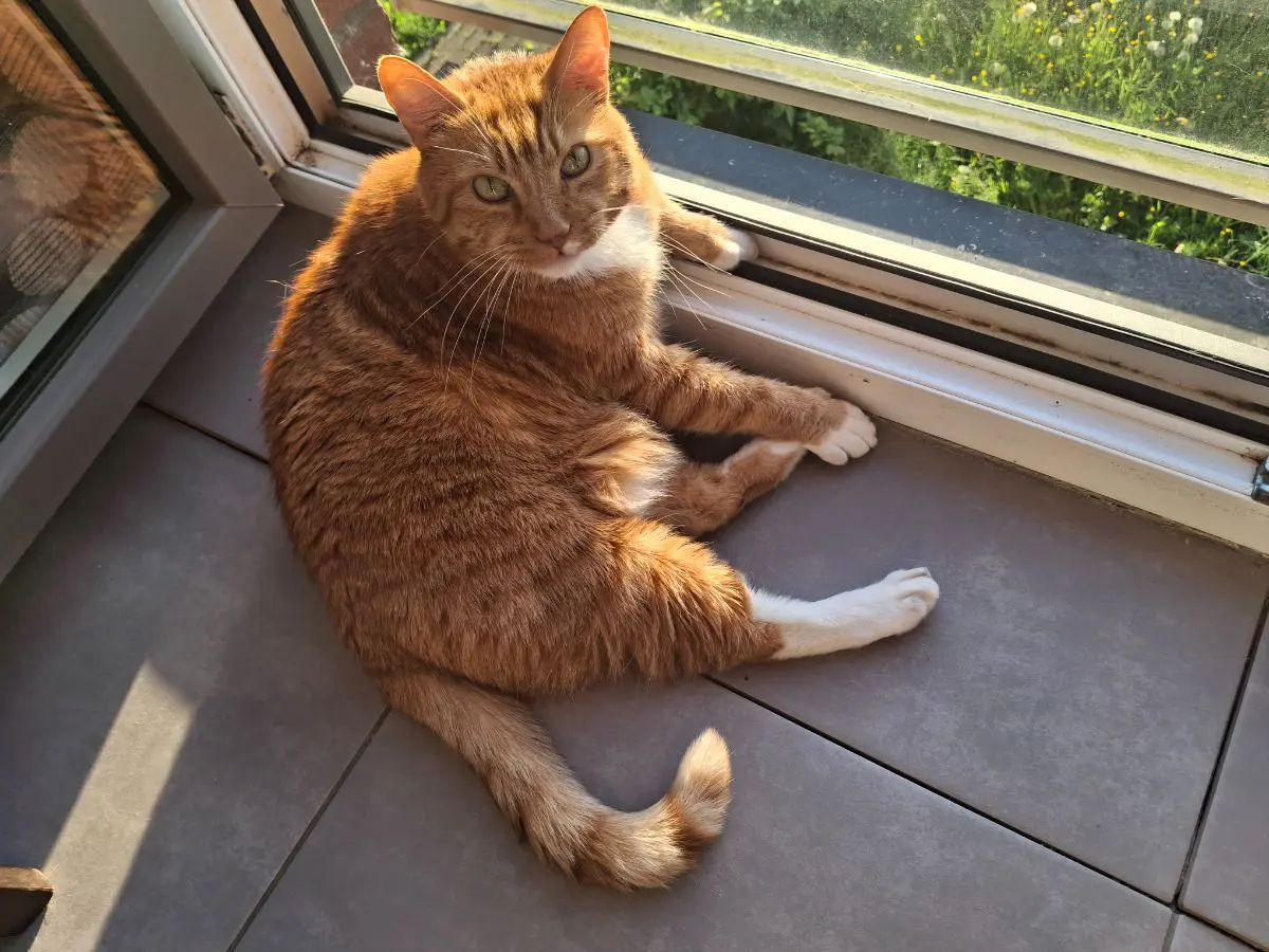 chat reunited   1360 Perwez Friskie
