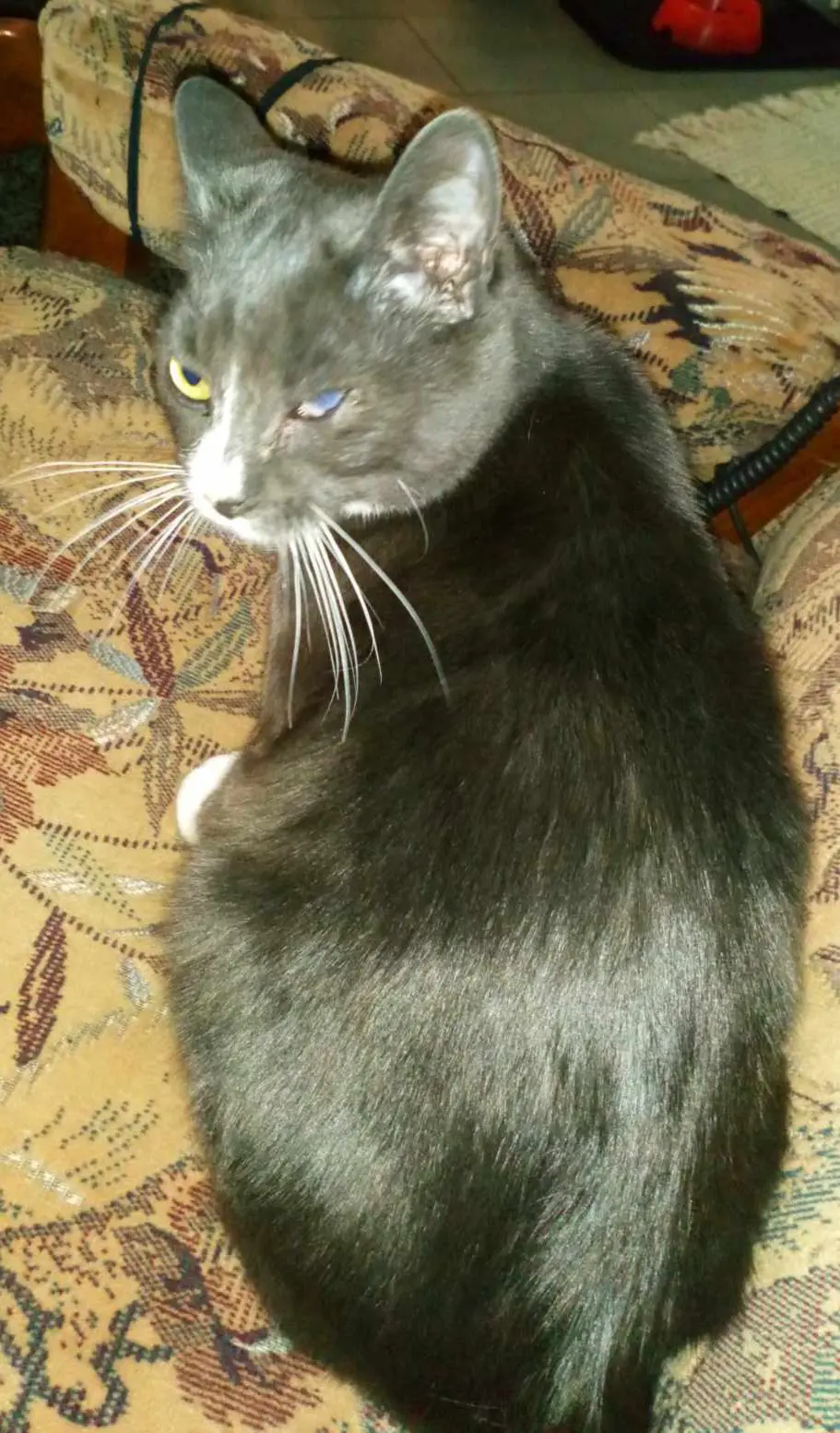 chat reunited   7971 Basècles Elypse
