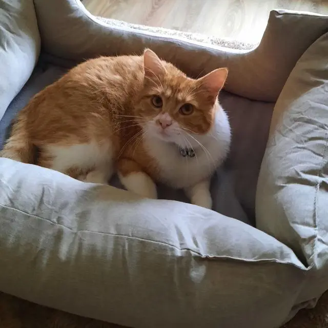 chat reunited   6043 Ransart Aslan