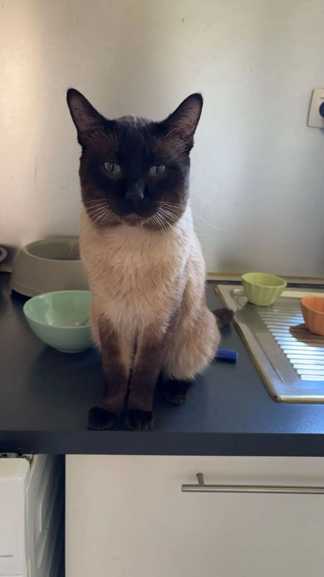 chat reunited  Place des Combattants 6030 Charleroi Bouboule