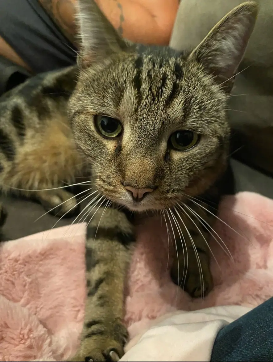 chat reunited   6032 Charleroi Meiko
