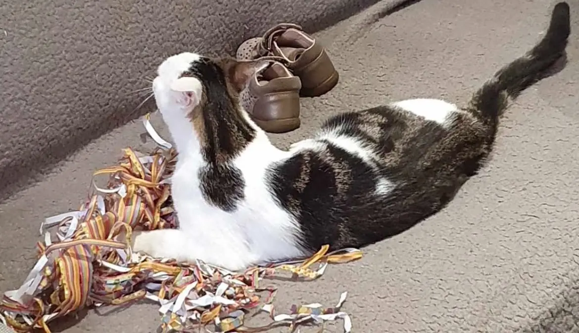 chat reunited   6041 Gosselies Woody