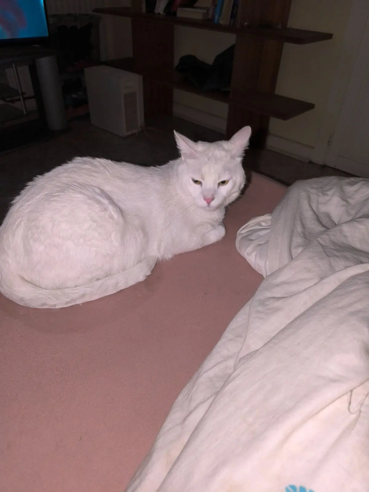 chat reunited    Morlanwelz Baal