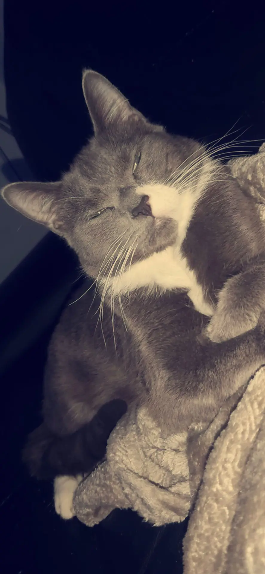 chat reunited   7134 Ressaix Blue