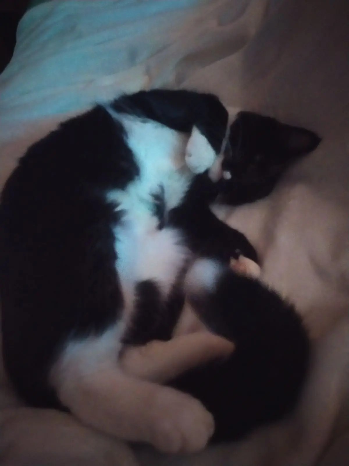 chat reunited   7100 La Louvière Roméo
