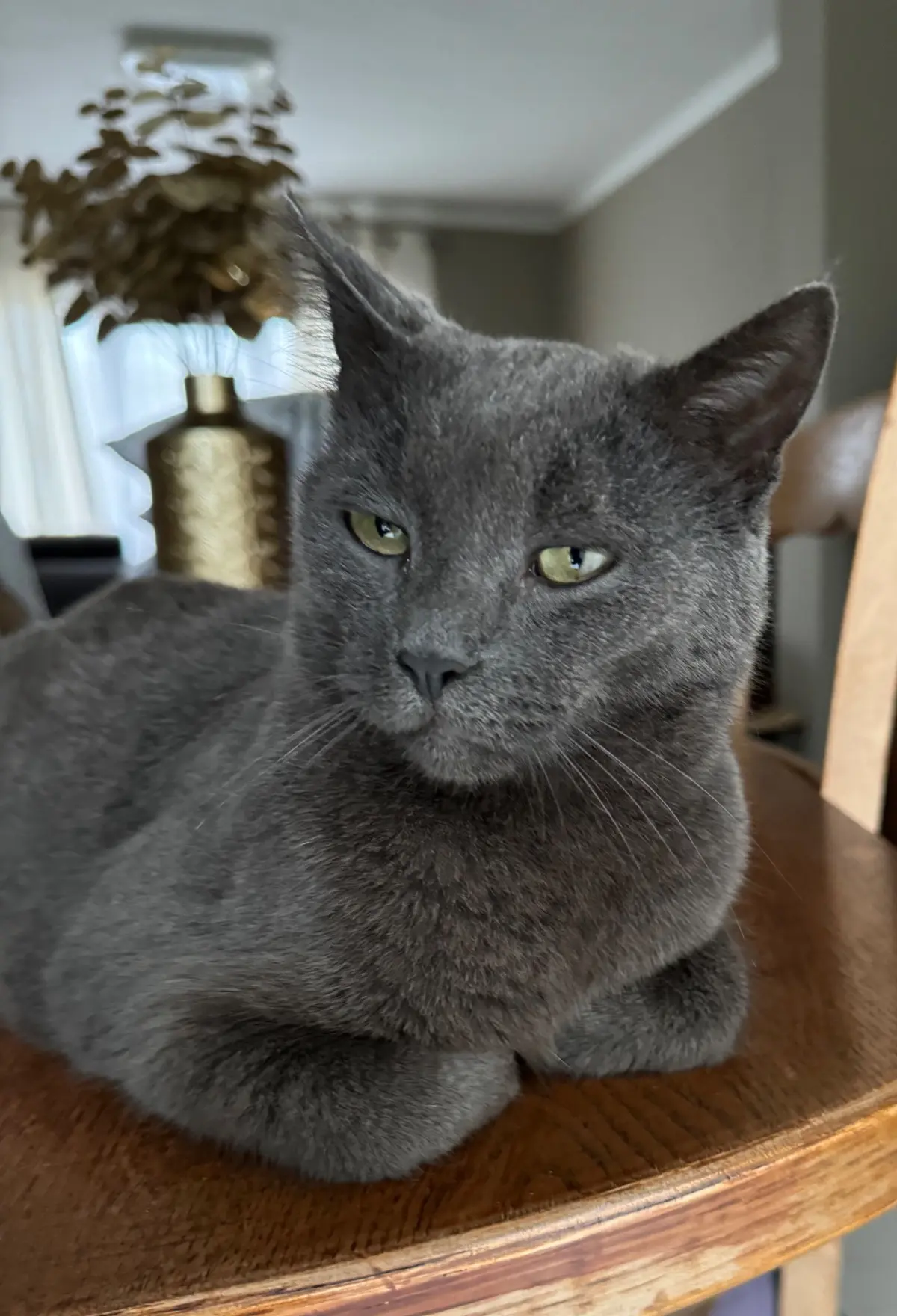 chat reunited   7100 La Louvière Tito