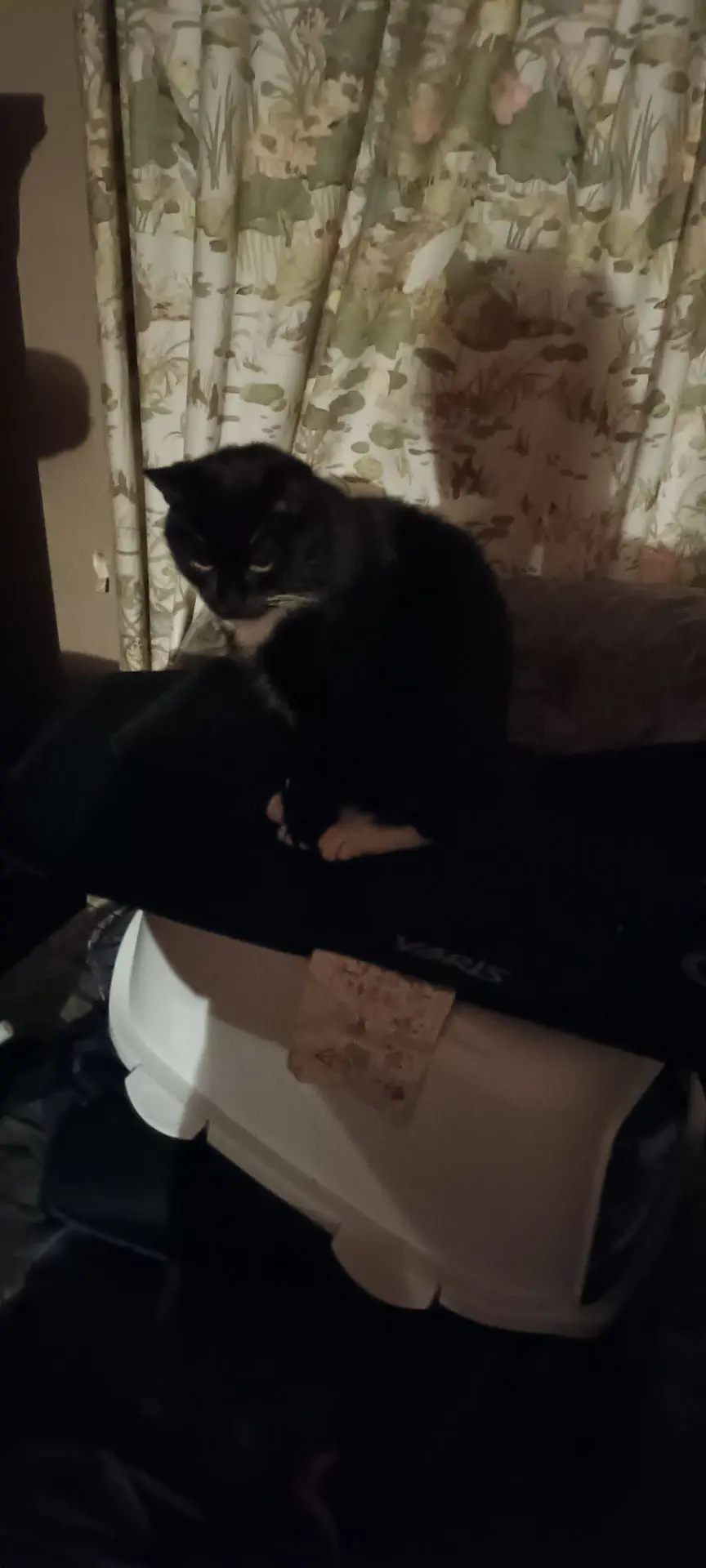 chat reunited    Quiévrain Doudou