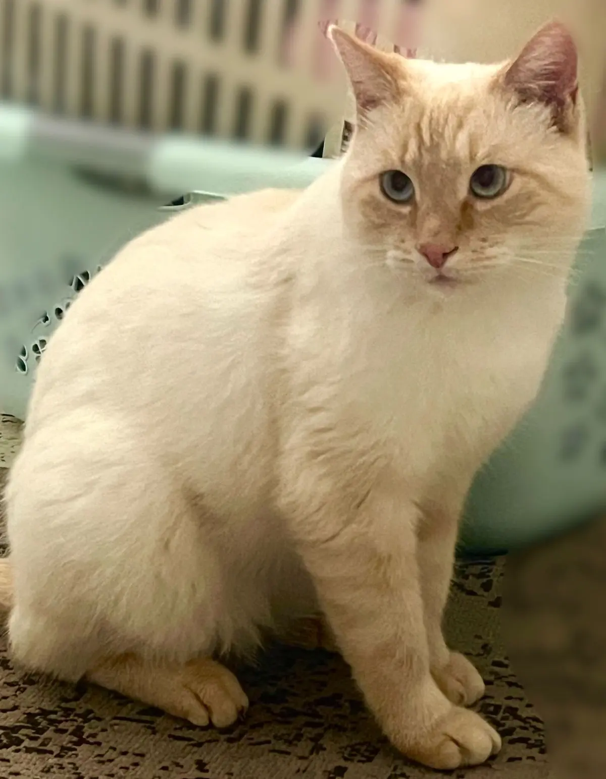 chat reunited   7387 Honnelles Milo