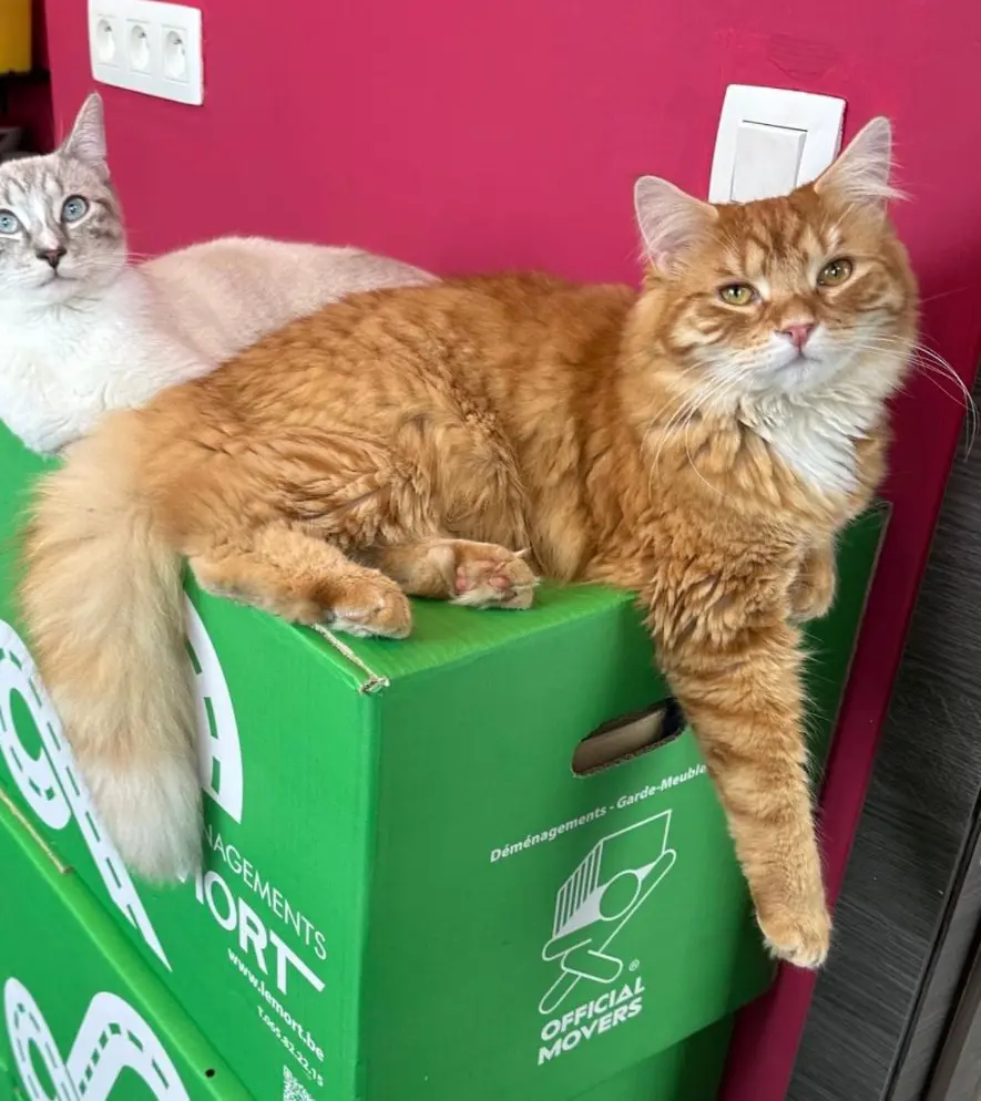chat reunited   7020 Nimy Chouchou