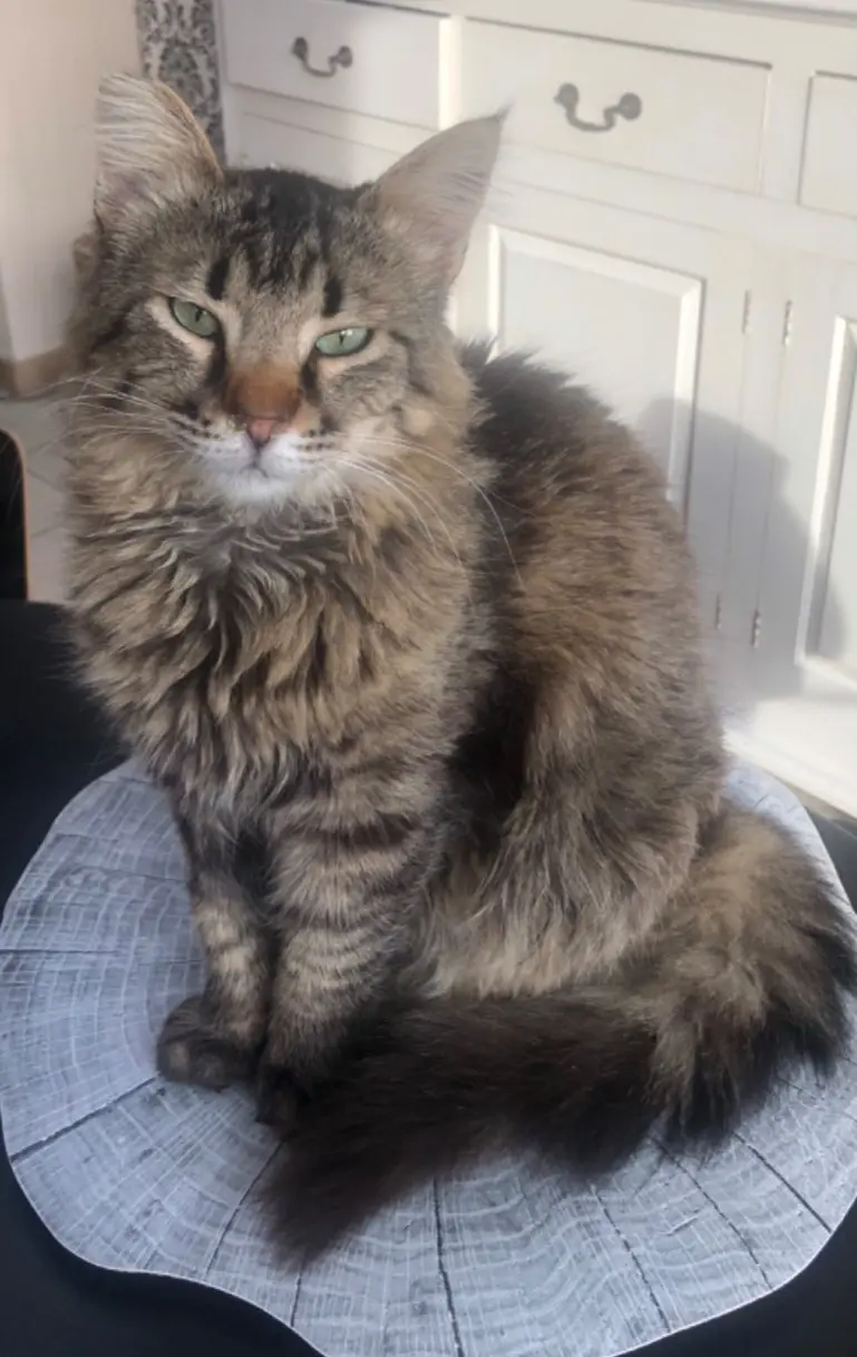 chat reunited   7870 Cambron-Saint-Vincent Thanos