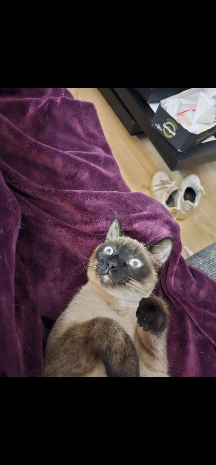 chat reunited  Chemin Saint-Eloi 6560 Solre-sur-Sambre Eoko