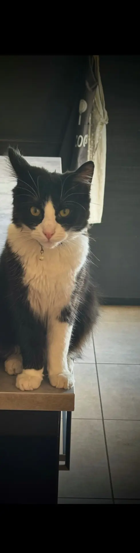 chat reunited  Impasse de Ghoy 6567 Labuissière Lucky