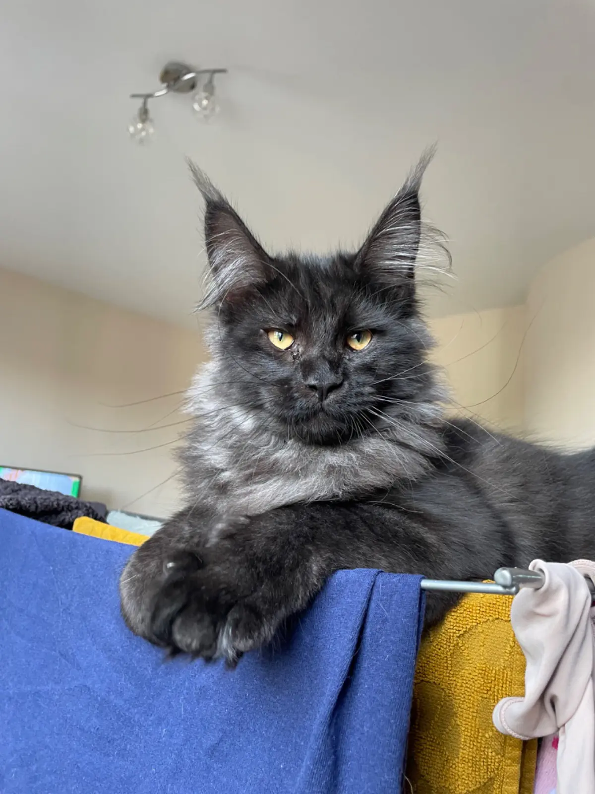 chat reunited    Tournai Lucien