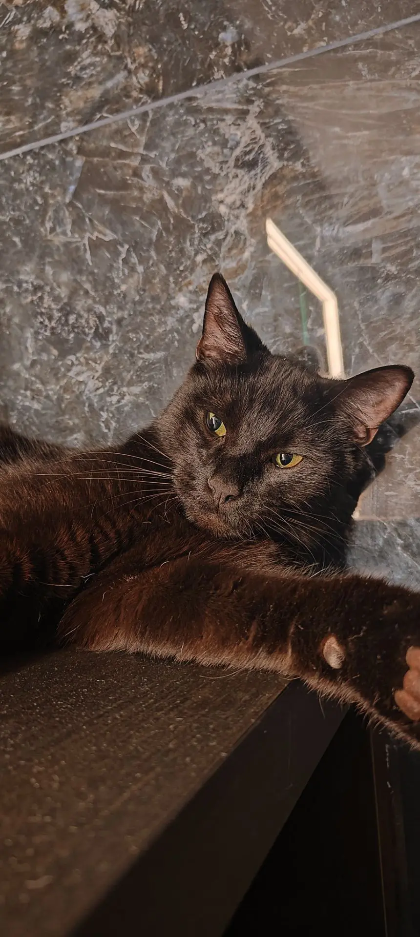 chat reunited  Rue du Bief 4101 Jemeppe-sur-Meuse Anatole