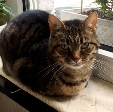 chat reunited   4000 Liège Etane