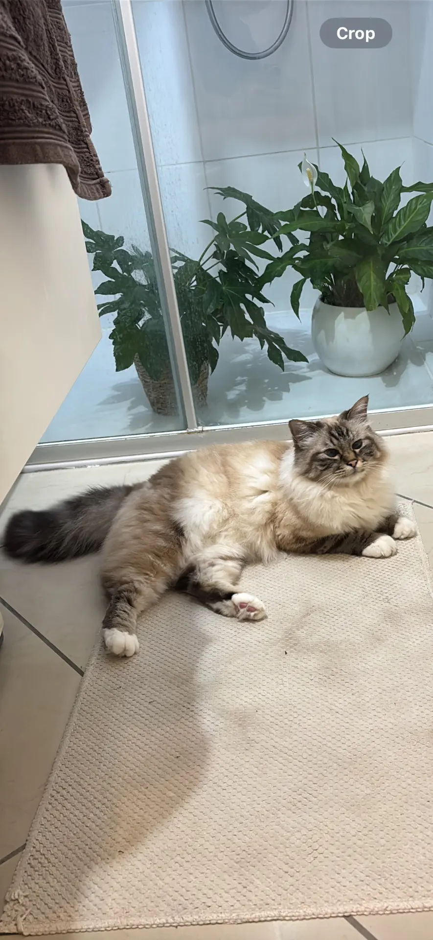 chat reunited  Rue du Bief 4101 Jemeppe-sur-Meuse Moustique