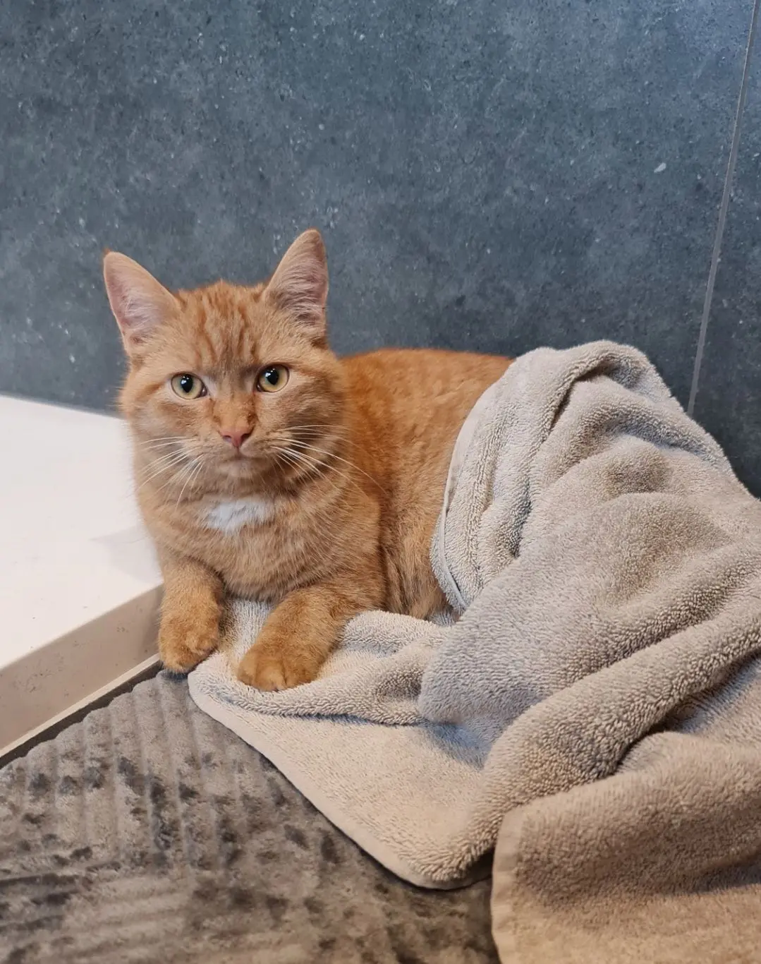 chat reunited   4852 Hombourg Yoda
