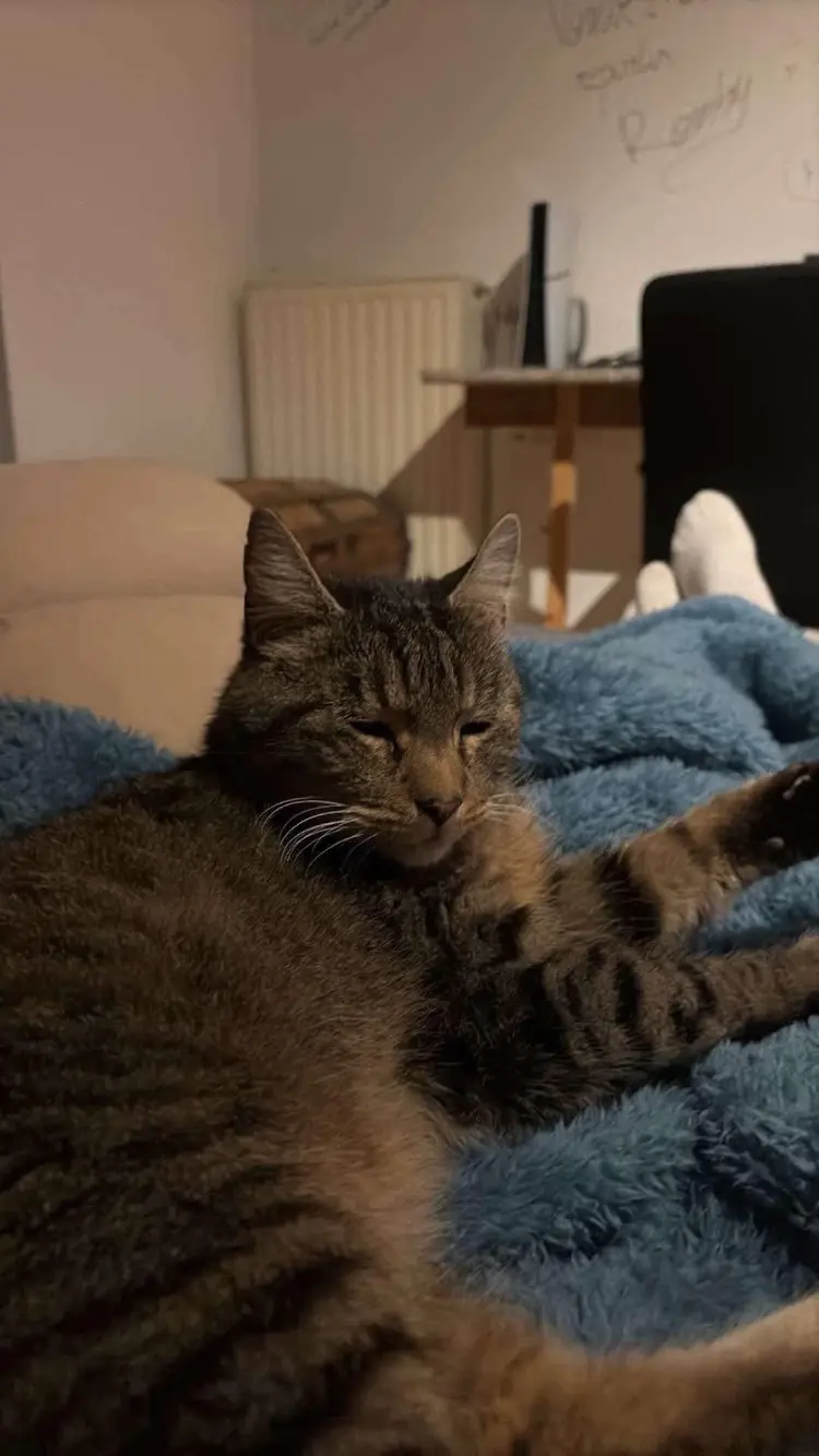 chat reunited   4280 Grand-Hallet Opium