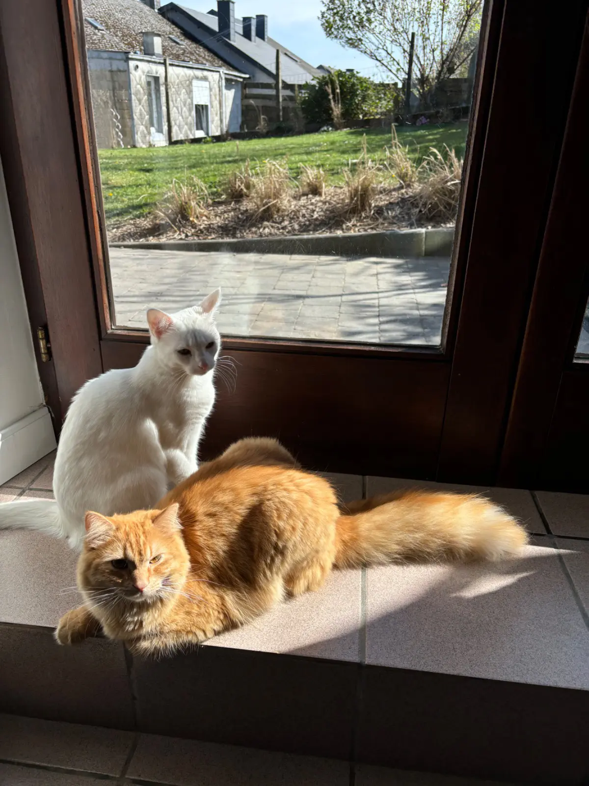 chat reunited   6890 Libin Kactus