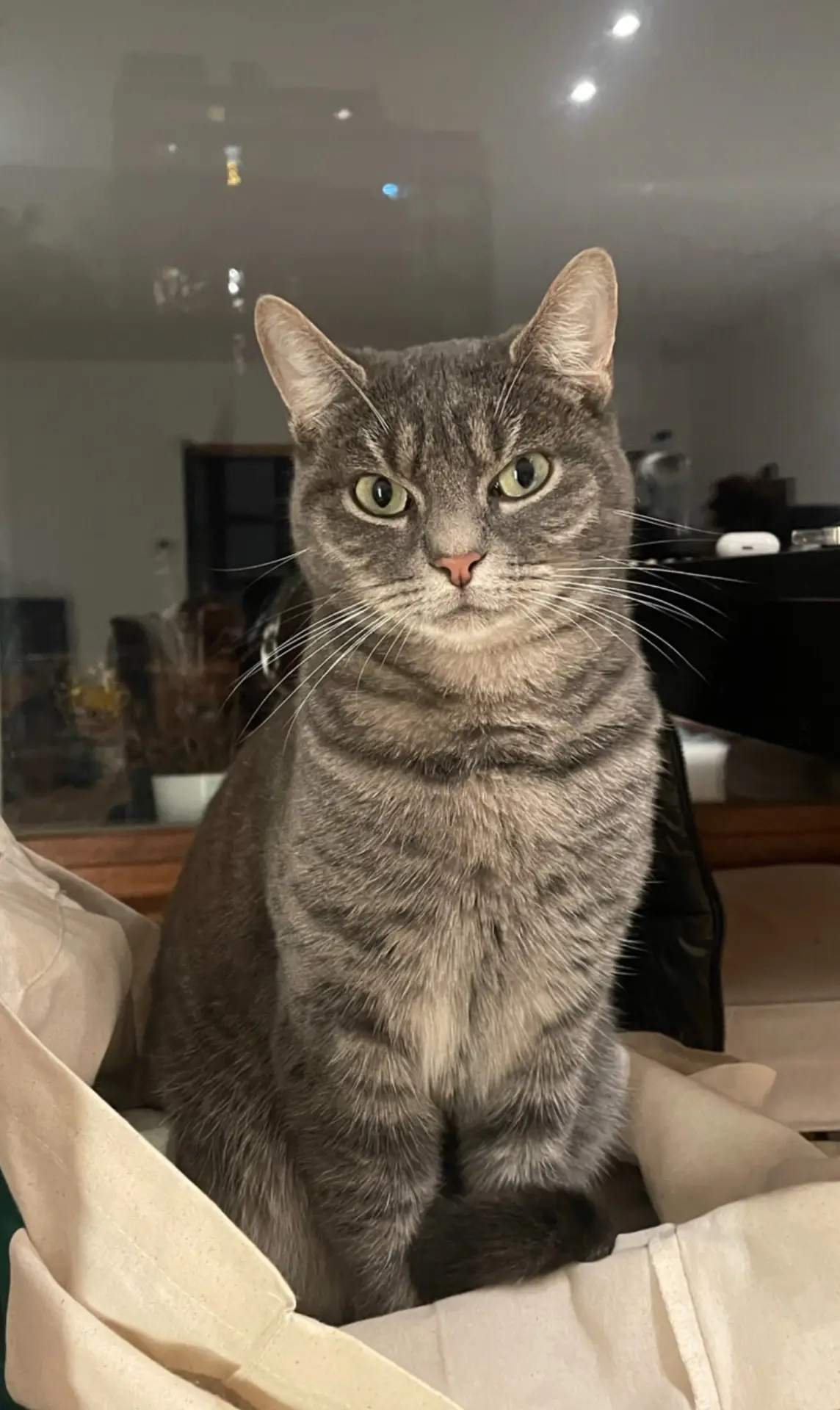 chatte lost  Avenue de Vilvorde 1000 Bruxelles Roxy