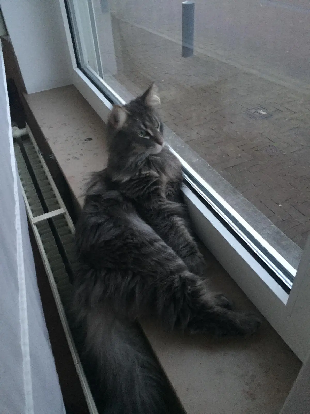chatte lost   1040 Etterbeek Chia