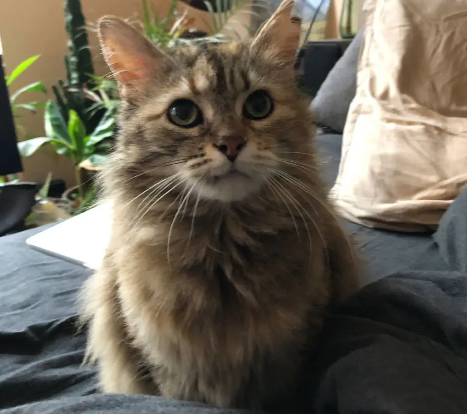 chatte lost   1060 Saint-Gilles Chloé