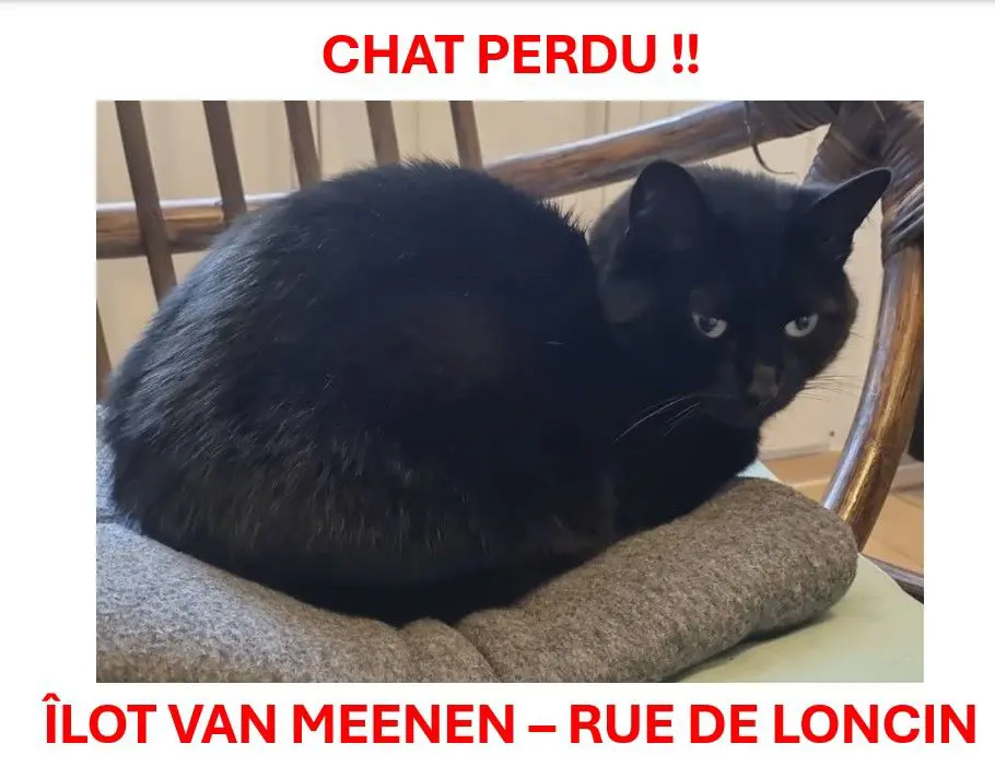 chatte lost   1060 Saint-Gilles Doudou