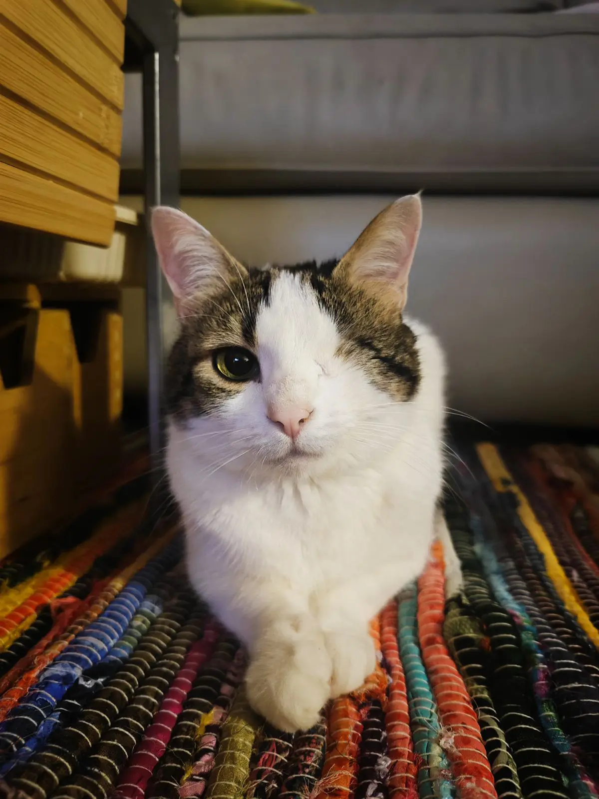 chatte lost   1170 Watermael-Boitsfort Douki