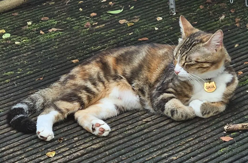chatte lost   1200 Woluwe-Saint-Lambert Gaïa