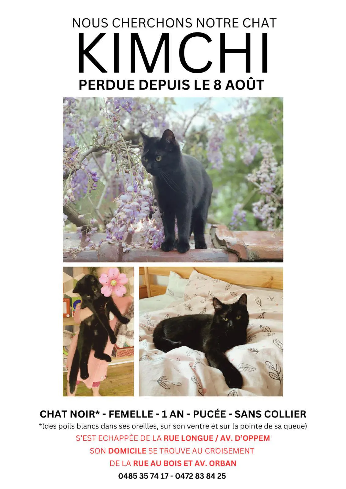 chatte lost   1150 Woluwe-Saint-Pierre Kimchi