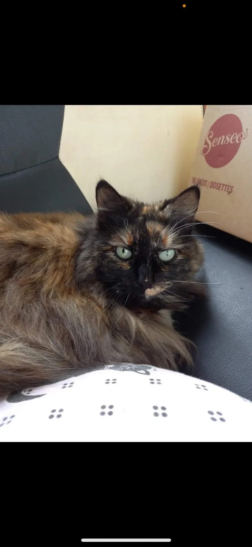 chatte lost   1070 Anderlecht Kira