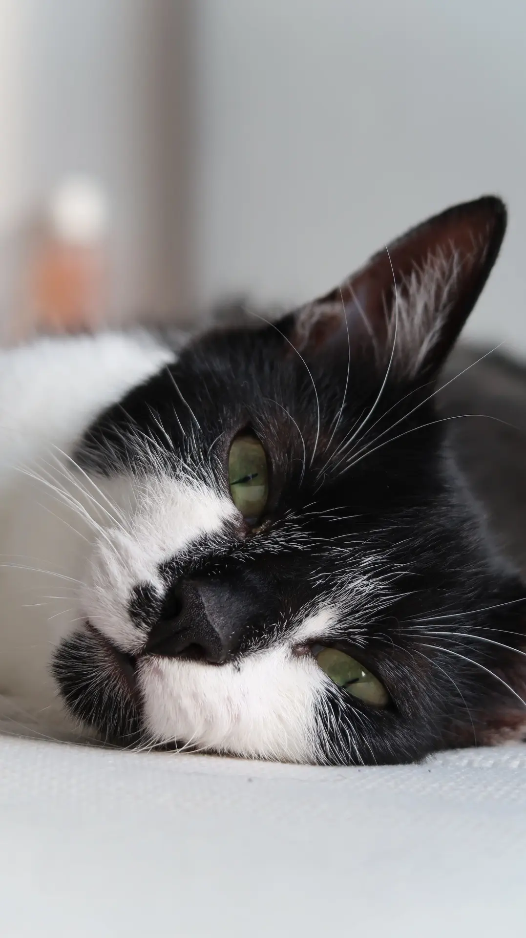 chatte lost   1180 Uccle Kitty
