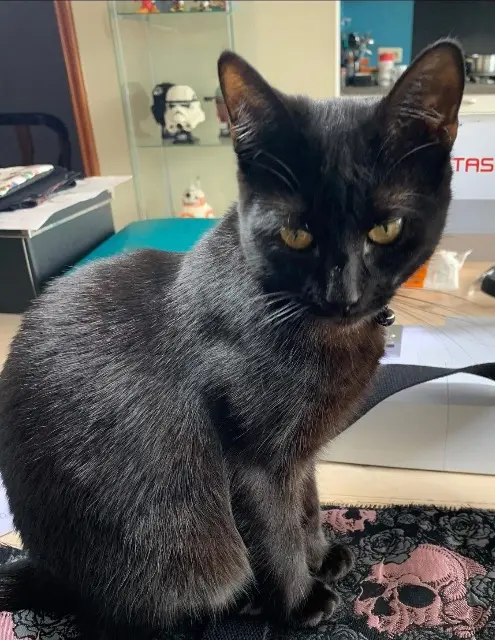 chatte lost   1070 Anderlecht Praline