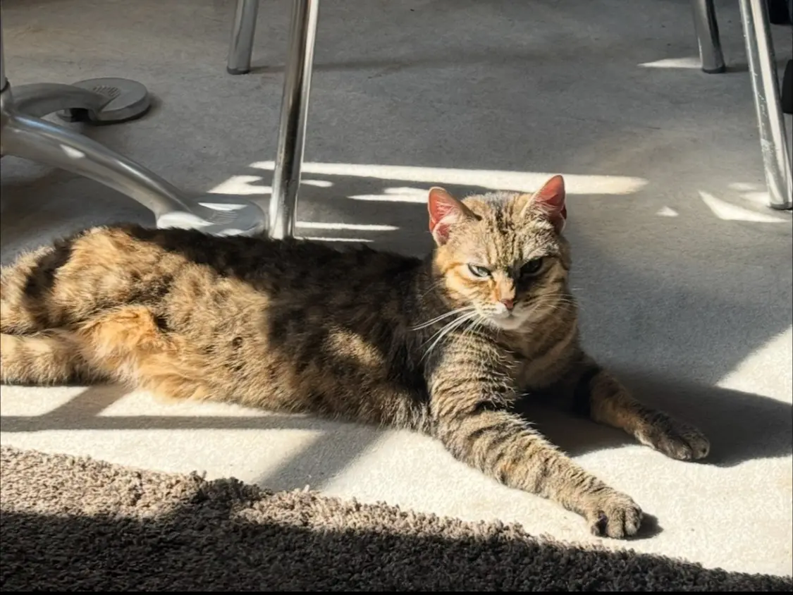 chatte lost   1180 Uccle Stormi