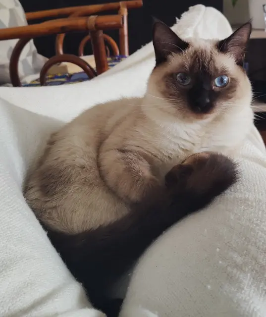 chatte lost   1090 Jette Yuki