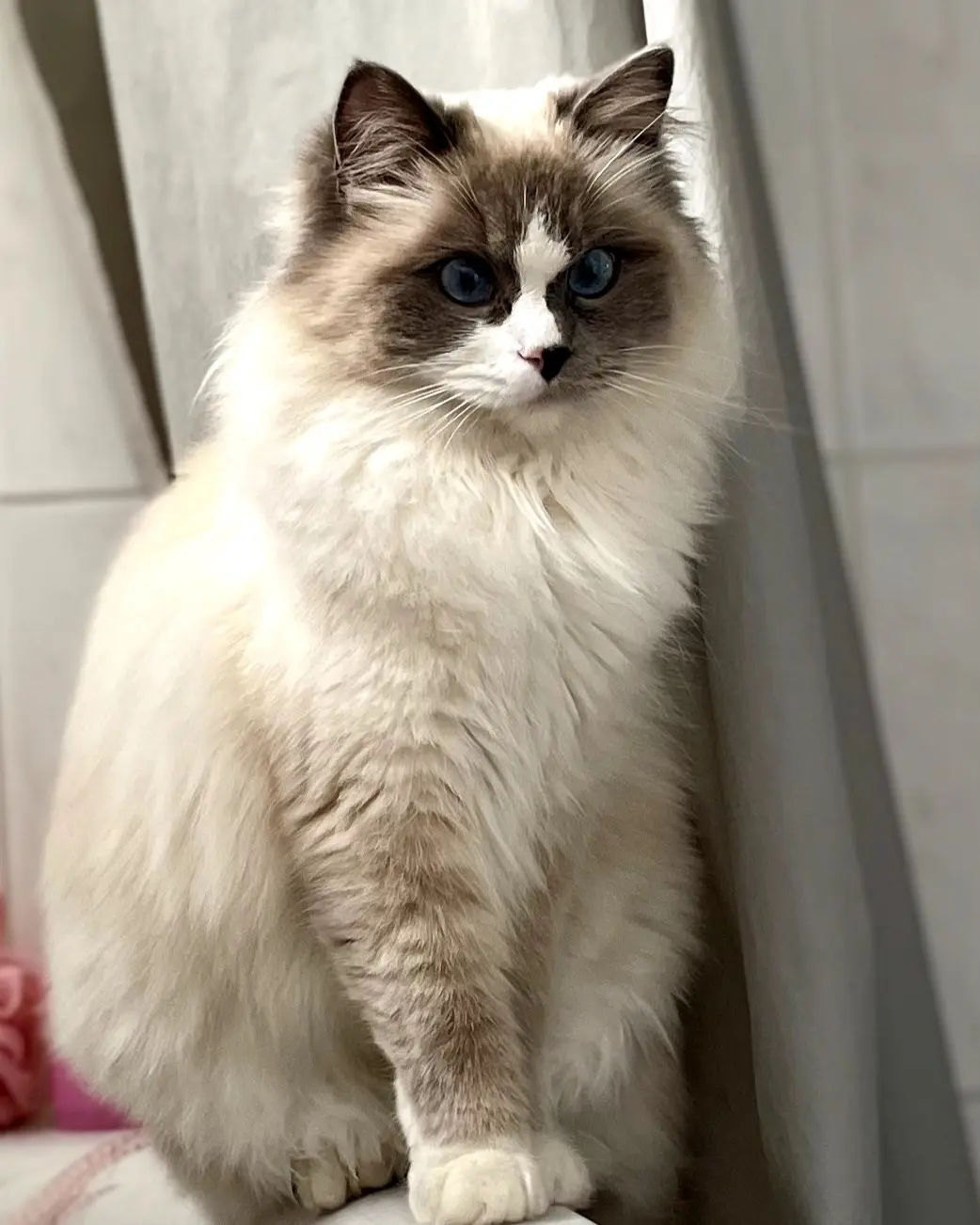 chatte lost   3090 Overijse Zola