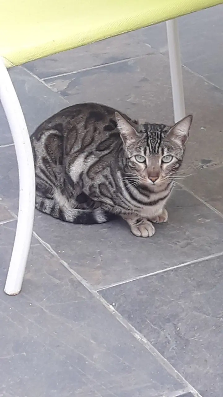 chatte lost    Ottoncourt Gjk