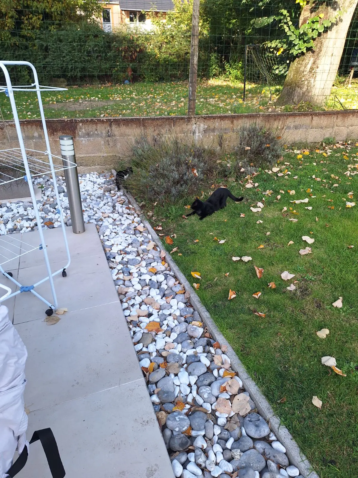 chatte lost   3271 Averbode Jjj