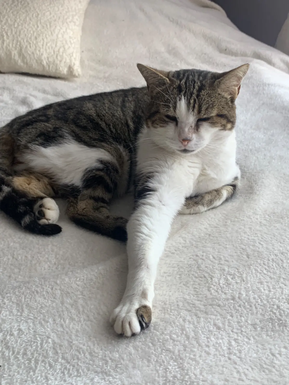 chatte lost    Assent Limi