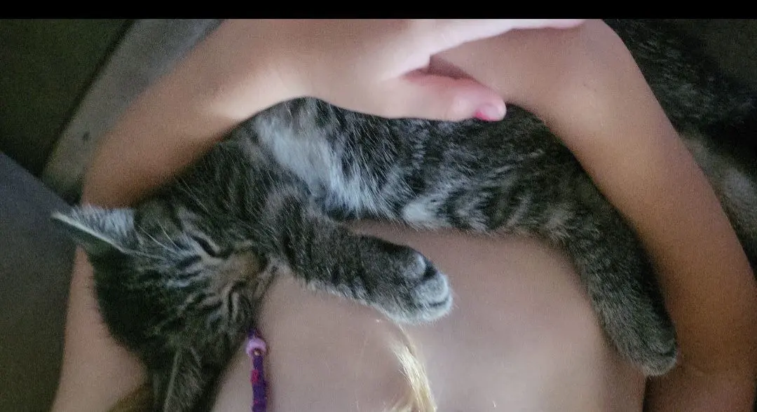 chatte lost   1440 Wauthier-Braine Belle-etoile