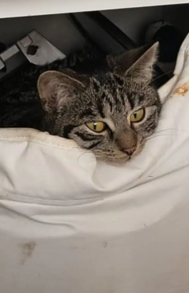 chatte lost   1440 Braine-le-Château Belle-étoile