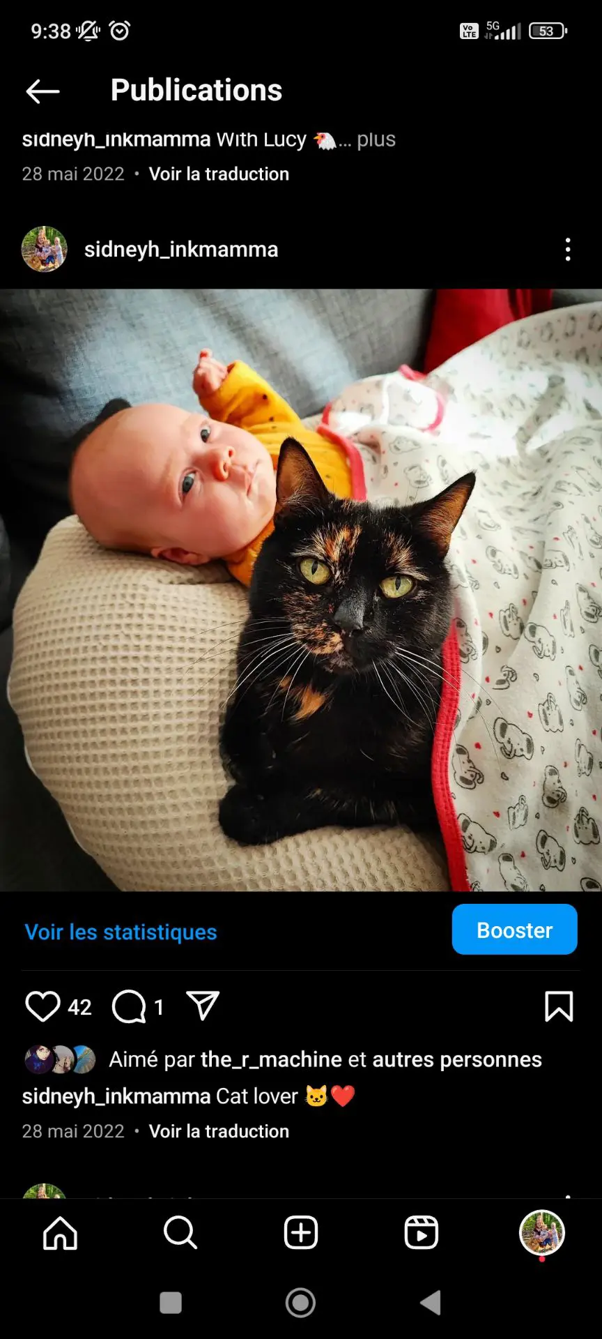 chatte lost  Rue de la Station 1332 Genval Chaton