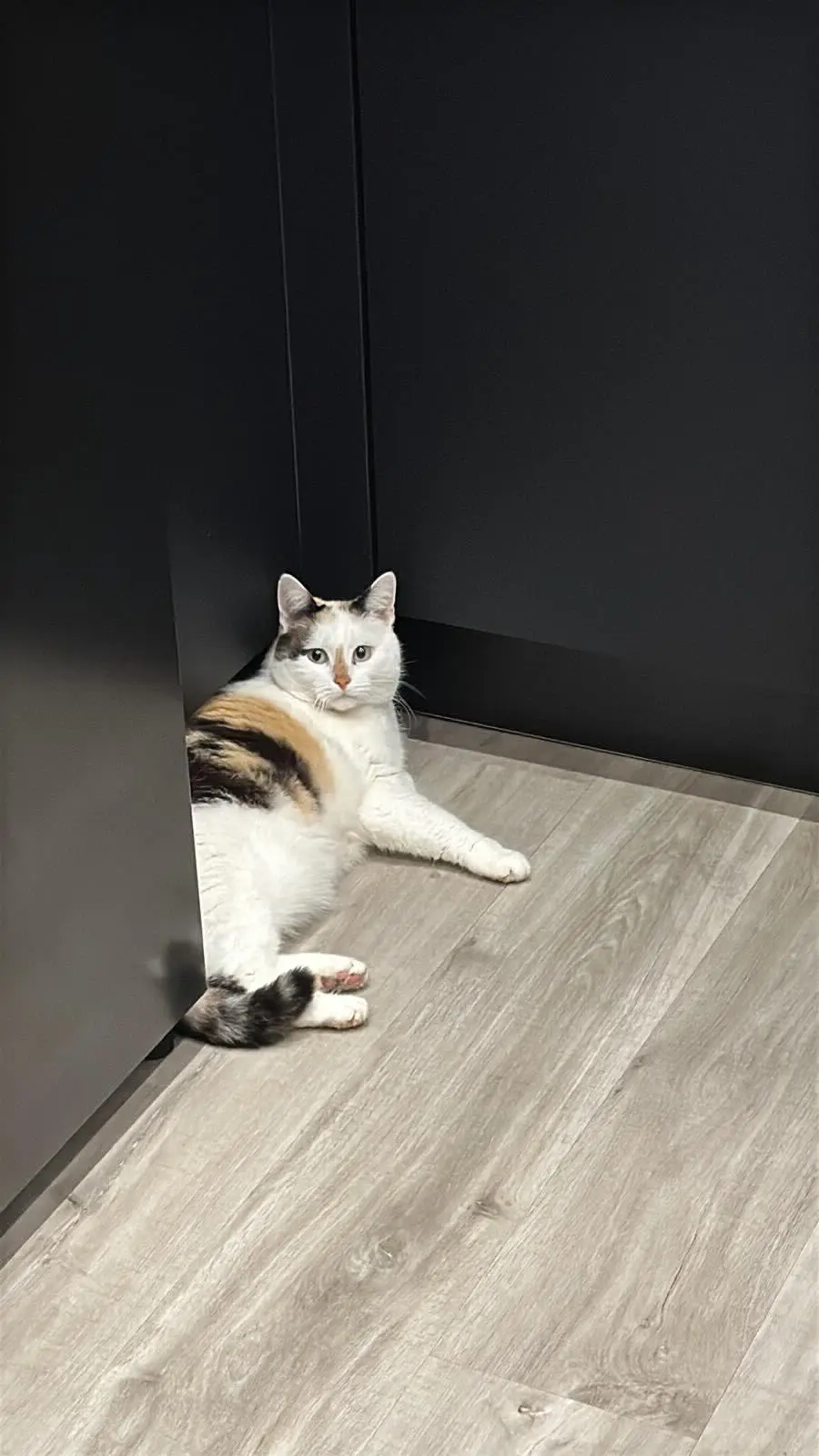 chatte lost   1470 Genappe Chipie