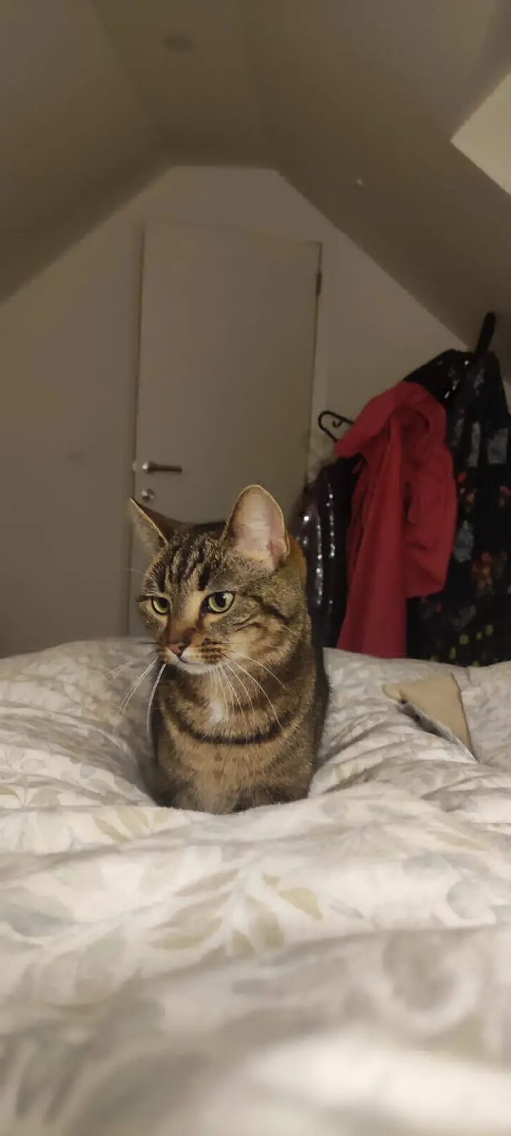 chatte lost   1301 Wavre Ficelle