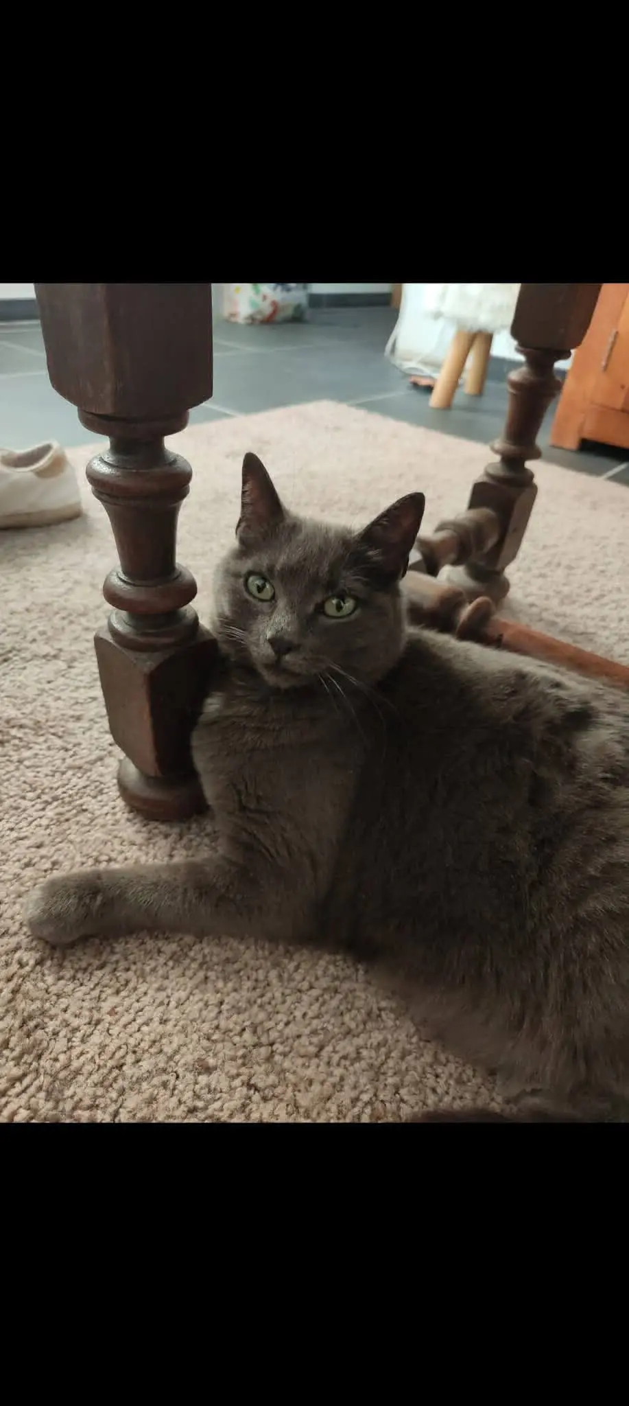 chatte lost   1457 Walhain Hecate