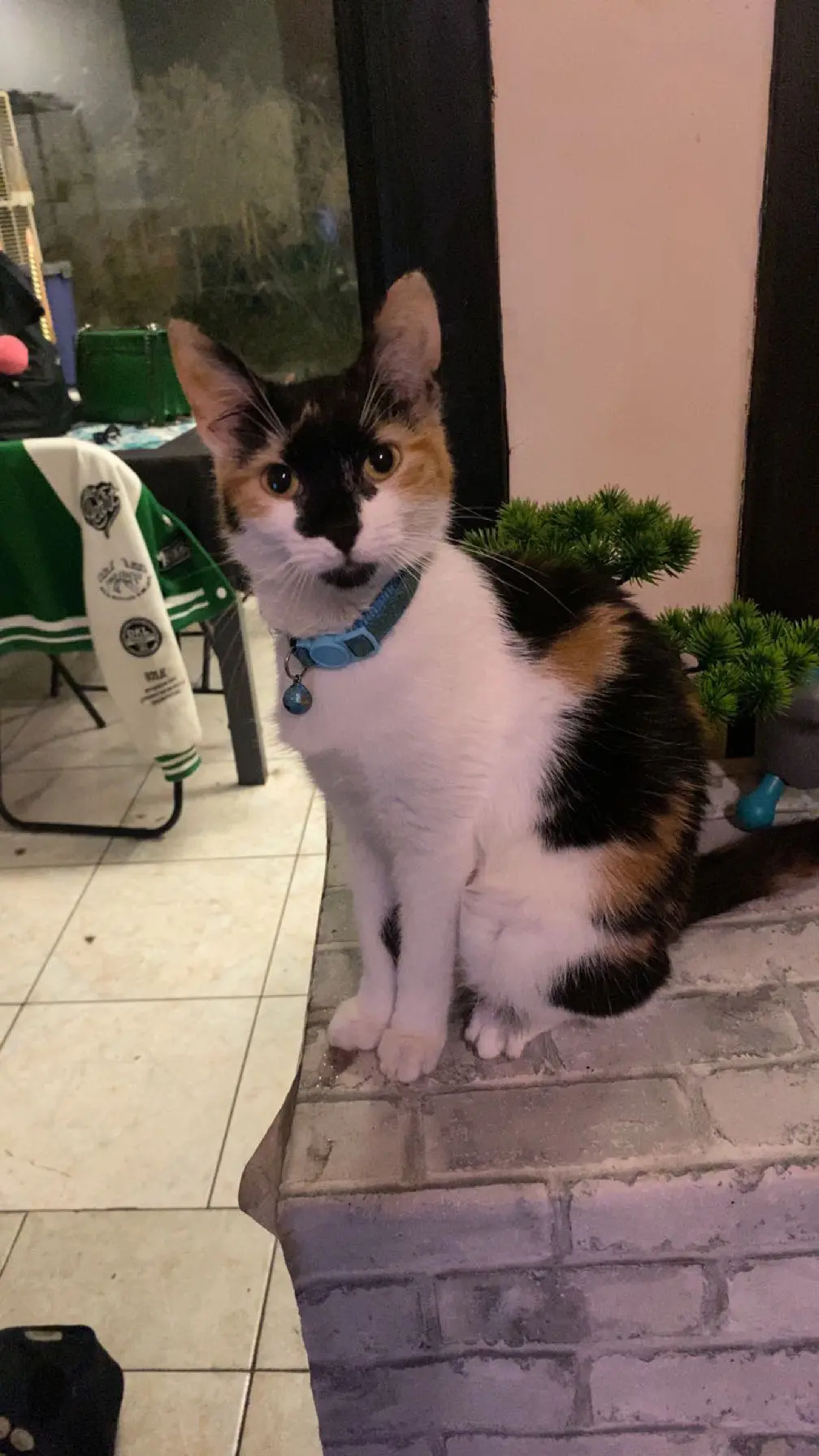 chatte lost    Wavre Hinata