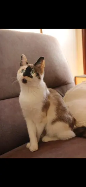 chatte lost   1461 Ittre Pantoufle