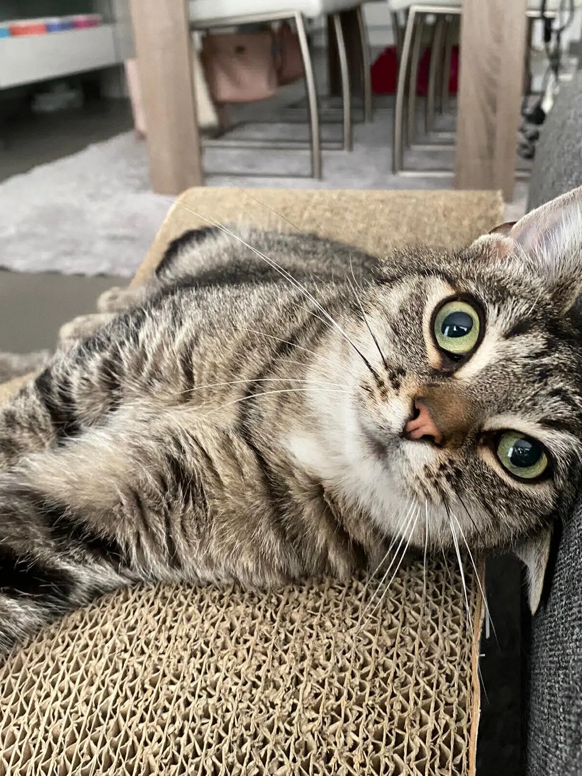 chatte lost   1471 Genappe Romy
