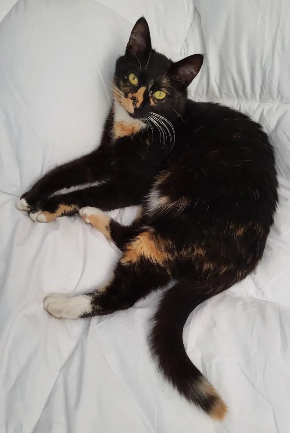 chatte lost   1430  Yolande