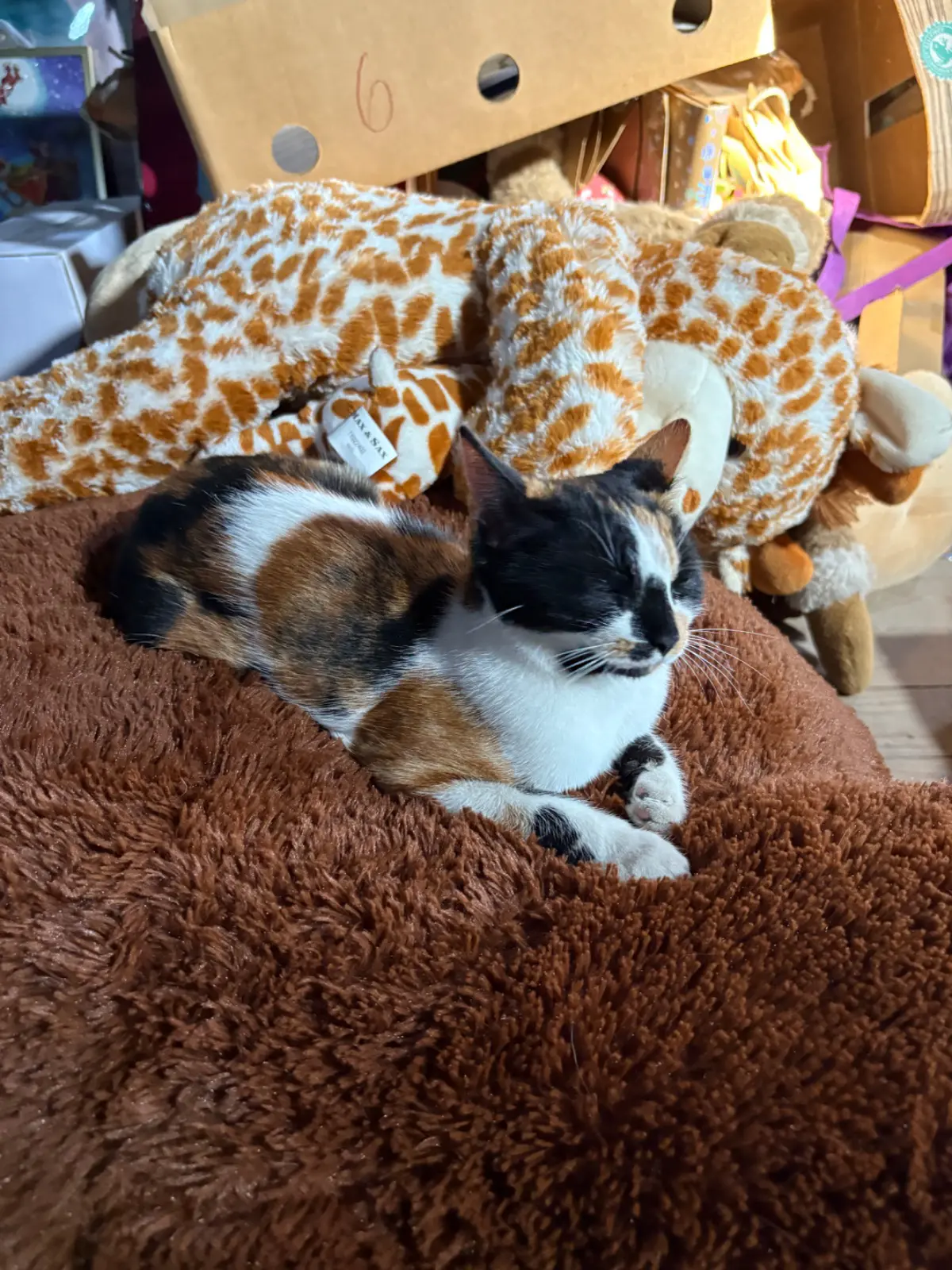 chatte lost    Lessines Augustine